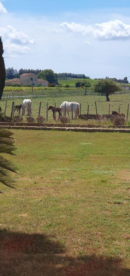 Bed and Breakfast Les Bonbonnettes Le Cailar Exterior foto
